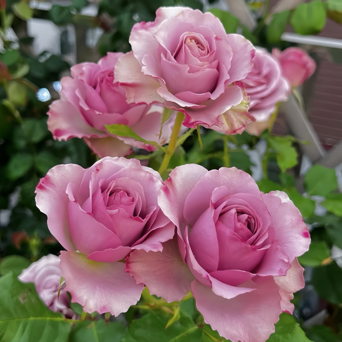 Montmartre Rose garden rose with elegant blooms