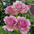 Montmartre Rose garden rose with elegant blooms