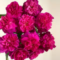David Austin Munstead Wood rose with deep burgundy petals and glossy foliage