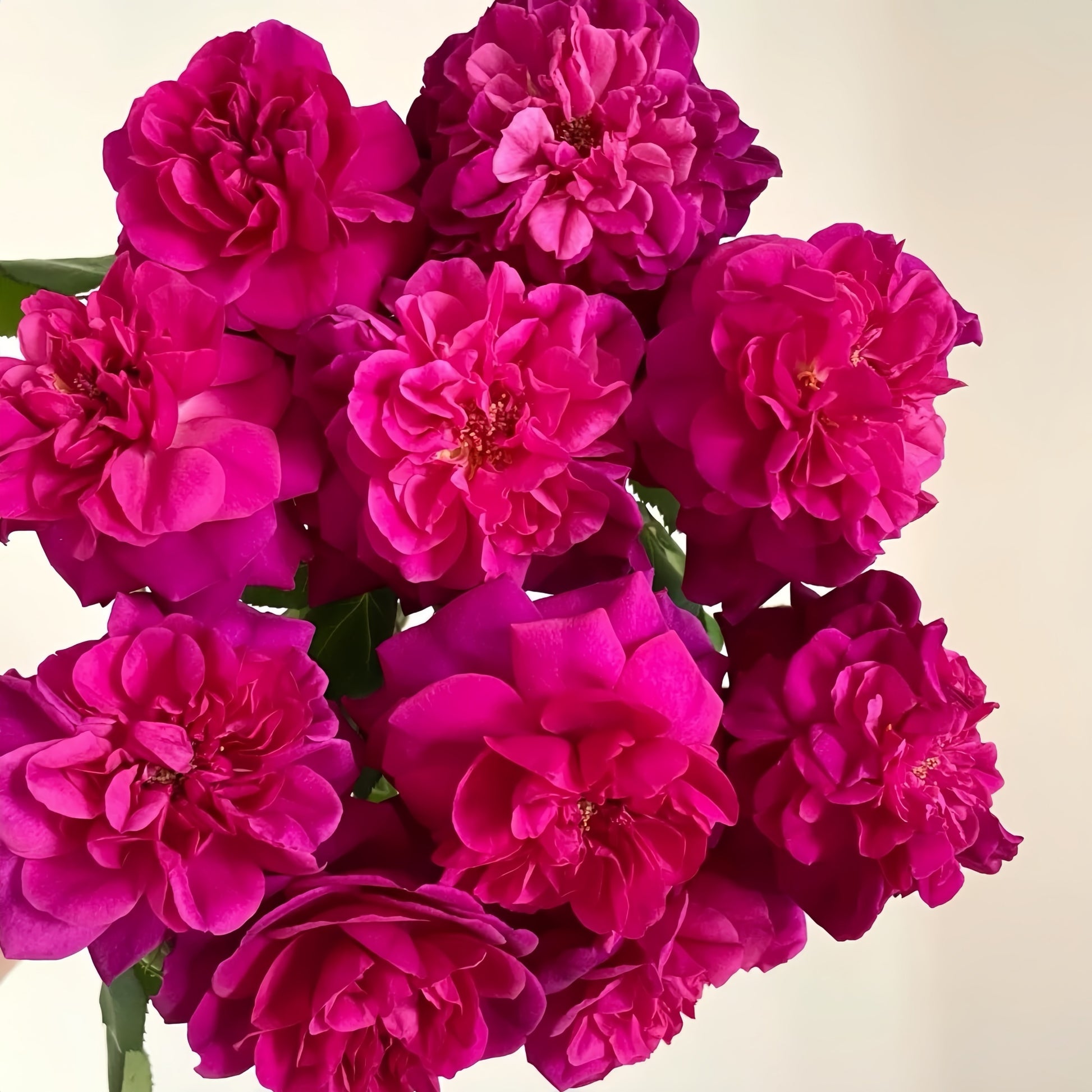 David Austin Munstead Wood rose with deep burgundy petals and glossy foliage
