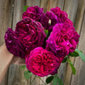 David Austin Munstead Wood rose with deep burgundy petals and glossy foliage