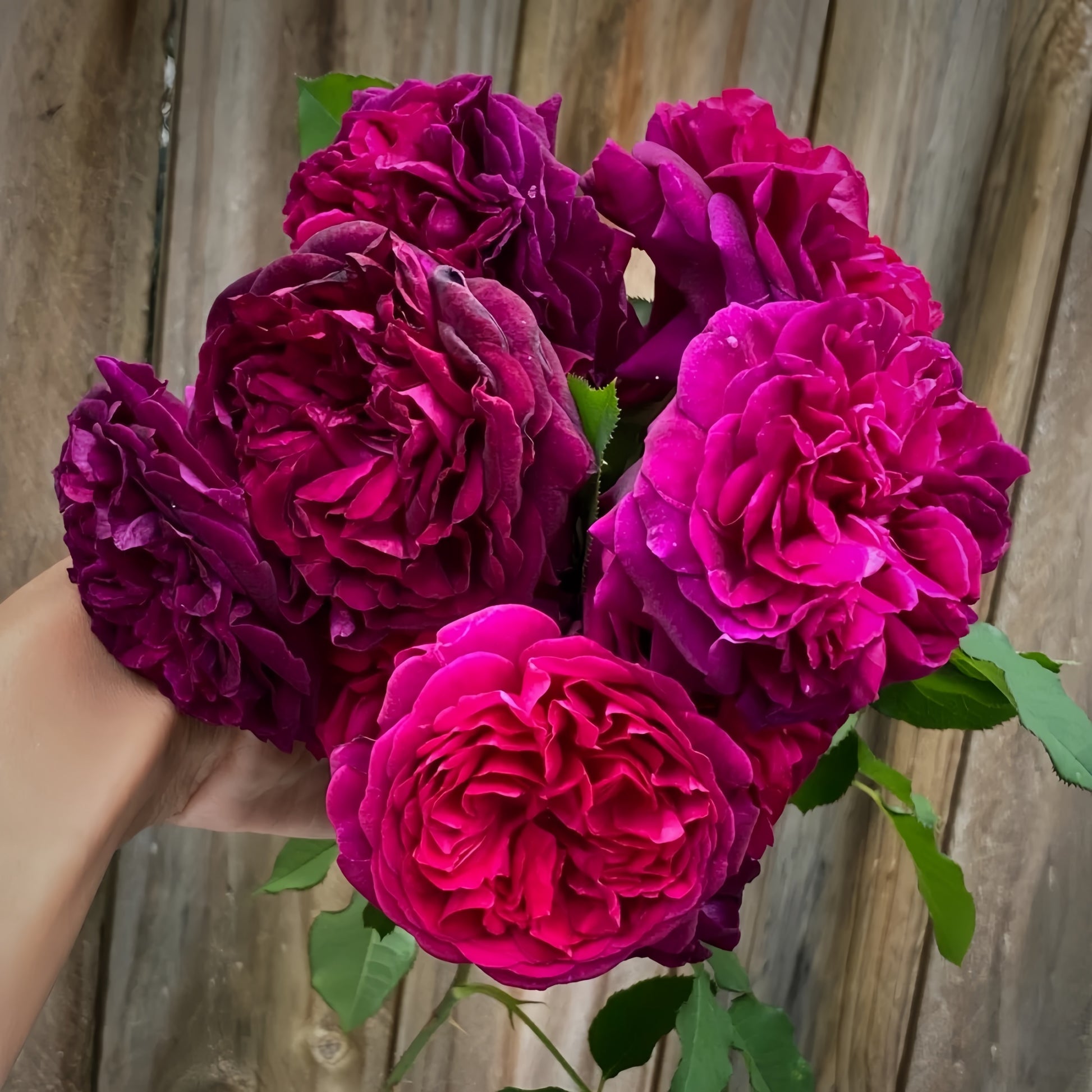 David Austin Munstead Wood rose with deep burgundy petals and glossy foliage