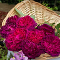 David Austin Munstead Wood rose with deep burgundy petals and glossy foliage