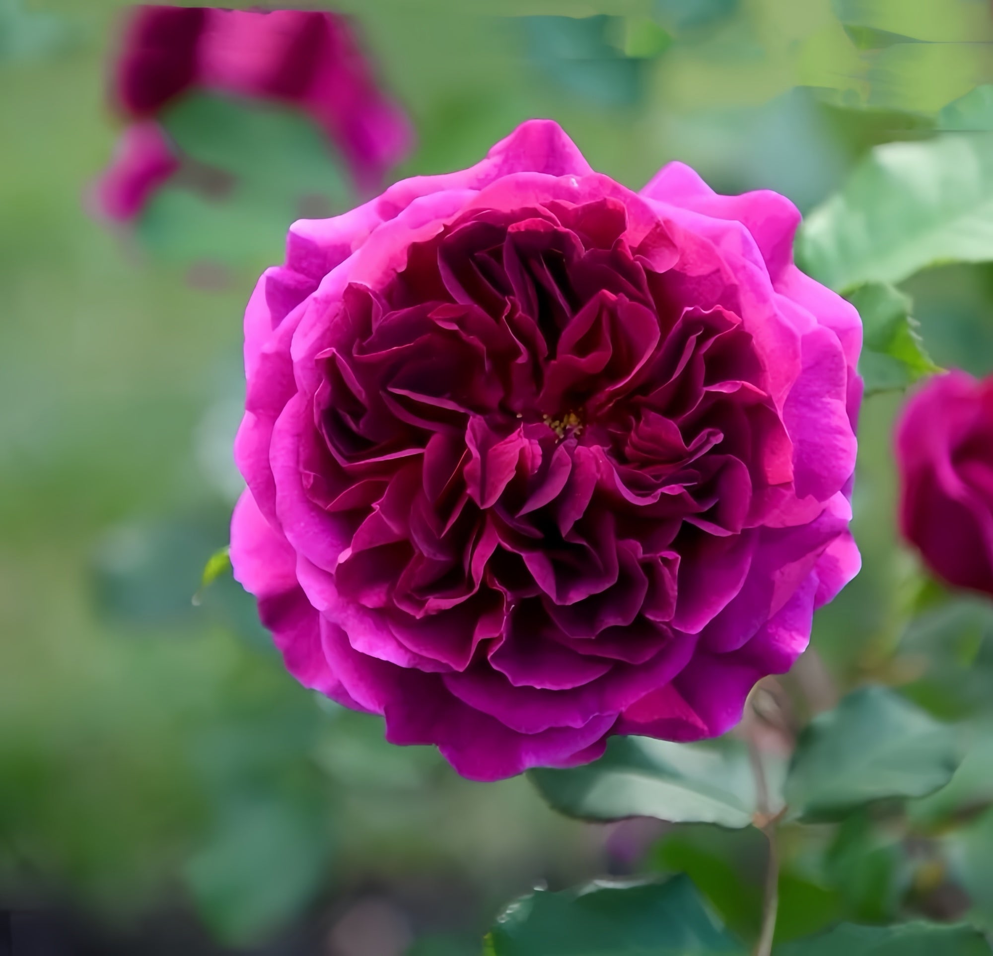 Munstead Wood rose with deep red to burgundy cup-shaped blooms