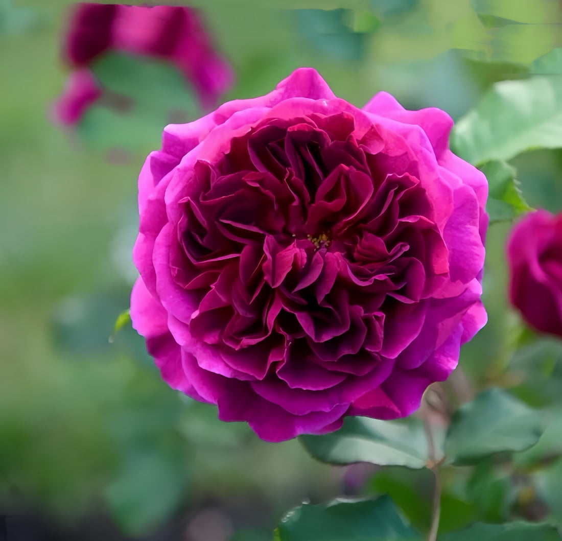 Munstead Wood rose with deep red to burgundy cup-shaped blooms