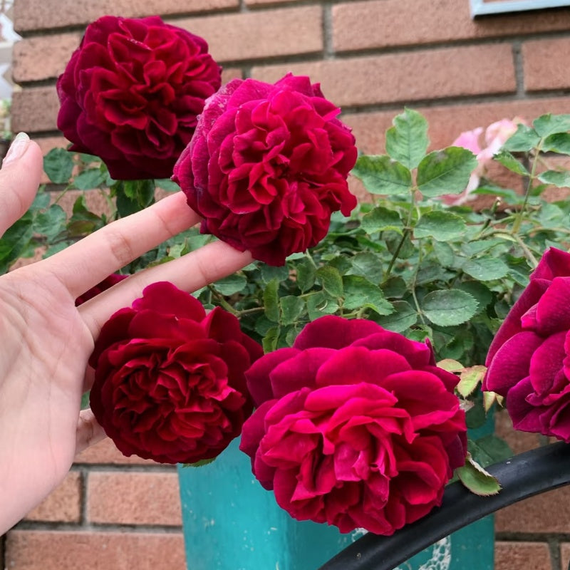 Munstead Wood rose with deep red to burgundy cup-shaped blooms