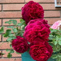 Munstead Wood rose with deep red to burgundy cup-shaped blooms