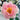 Nausicaä Rose garden rose with elegant blooms