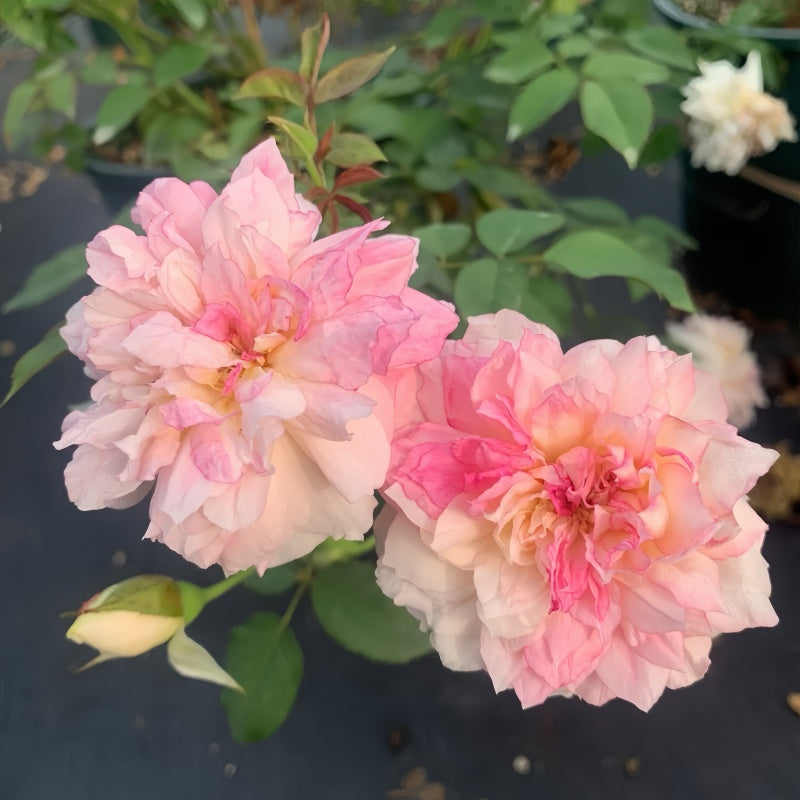 Nausicaä Rose