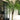 Needle Palm Tree close-up foliage