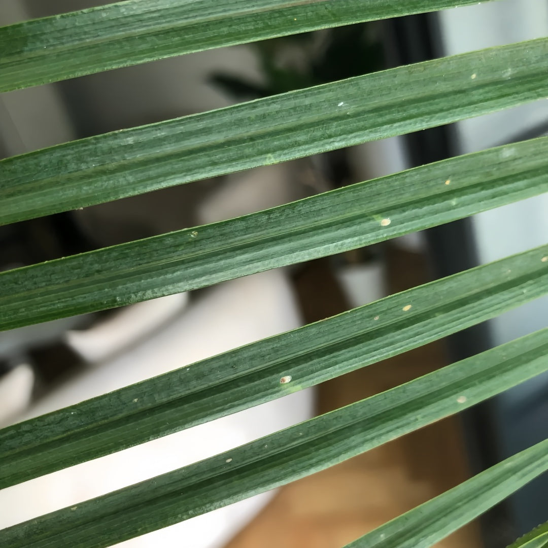 Close-up of Needle Palm leaves showing sharp needle-like spines and evergreen texture