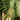Needle Palm Tree ornamental plant in garden