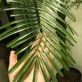 Close-up of Needle Palm leaves showing sharp needle-like spines and evergreen texture