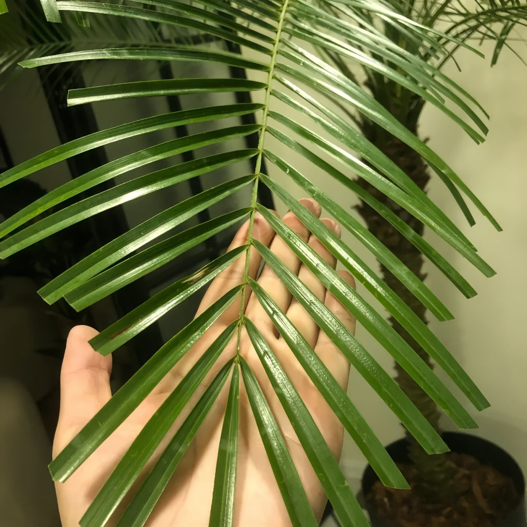 Close-up of Needle Palm leaves showing sharp needle-like spines and evergreen texture