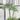 Needle Palm Tree close-up foliage