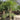 Needle Palm Tree ornamental plant in garden