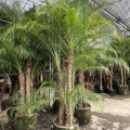 Needle Palm tree with fan-shaped tropical foliage growing in a cold-hardy garden landscape