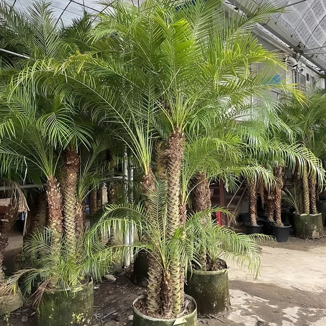 Needle Palm tree with fan-shaped tropical foliage growing in a cold-hardy garden landscape
