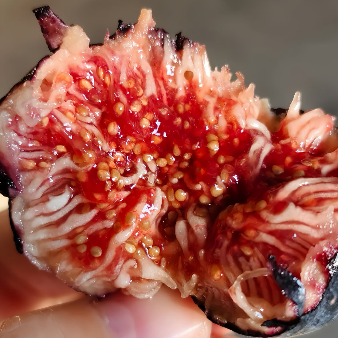 Noire de Barbentane Fig Tree with dark purple skin and sweet red flesh