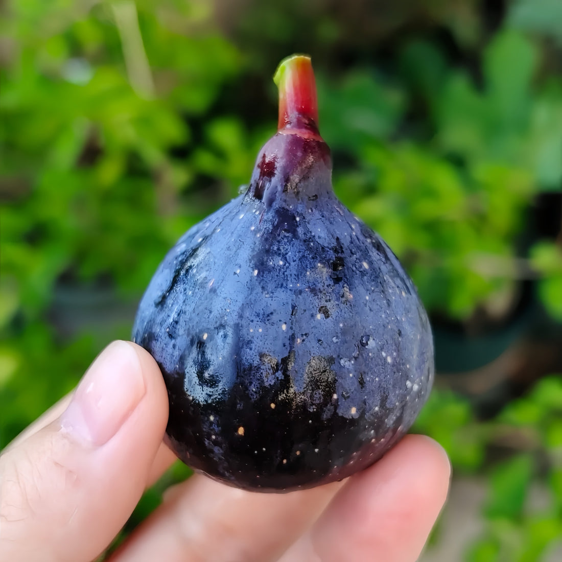 Noire de Barbentane Fig Tree with dark purple skin and sweet red flesh