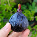 Noire de Barbentane Fig Tree with dark purple skin and sweet red flesh