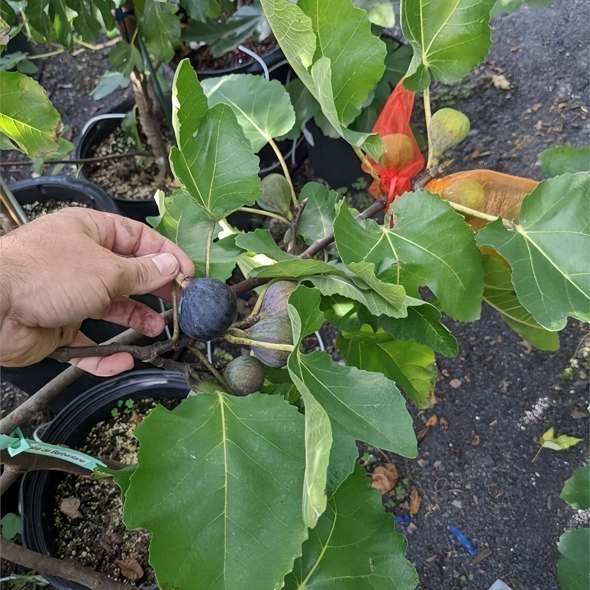 Noire de Barbentane Fig Tree with dark purple skin and sweet red flesh