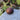 Noire de Barbentane Fig Tree with dark purple skin and sweet red flesh