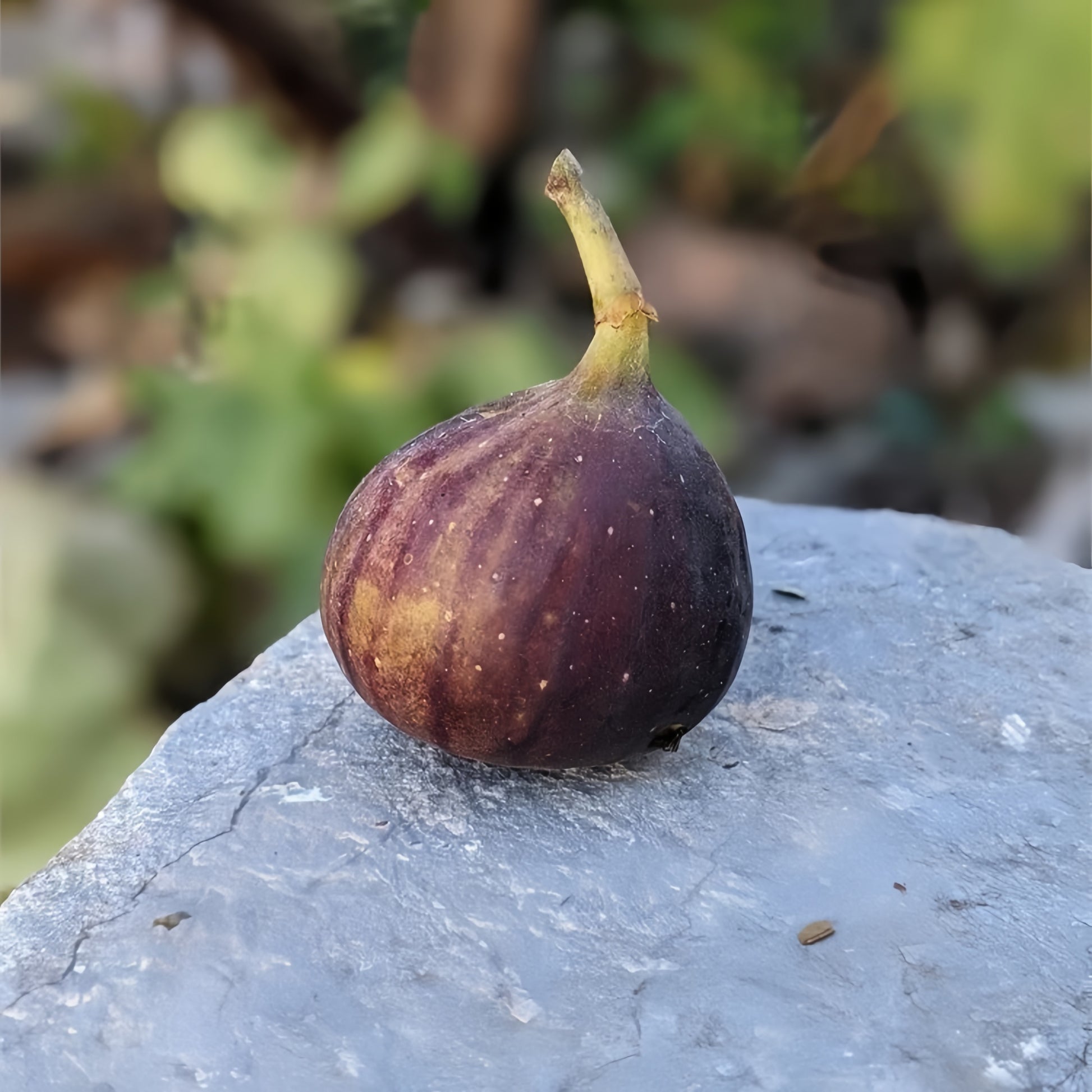 Noire de Barbentane Fig Tree with dark purple skin and sweet red flesh