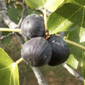 Close-up of ripe Noire de Barbentane Fig showing glossy skin and juicy pulp