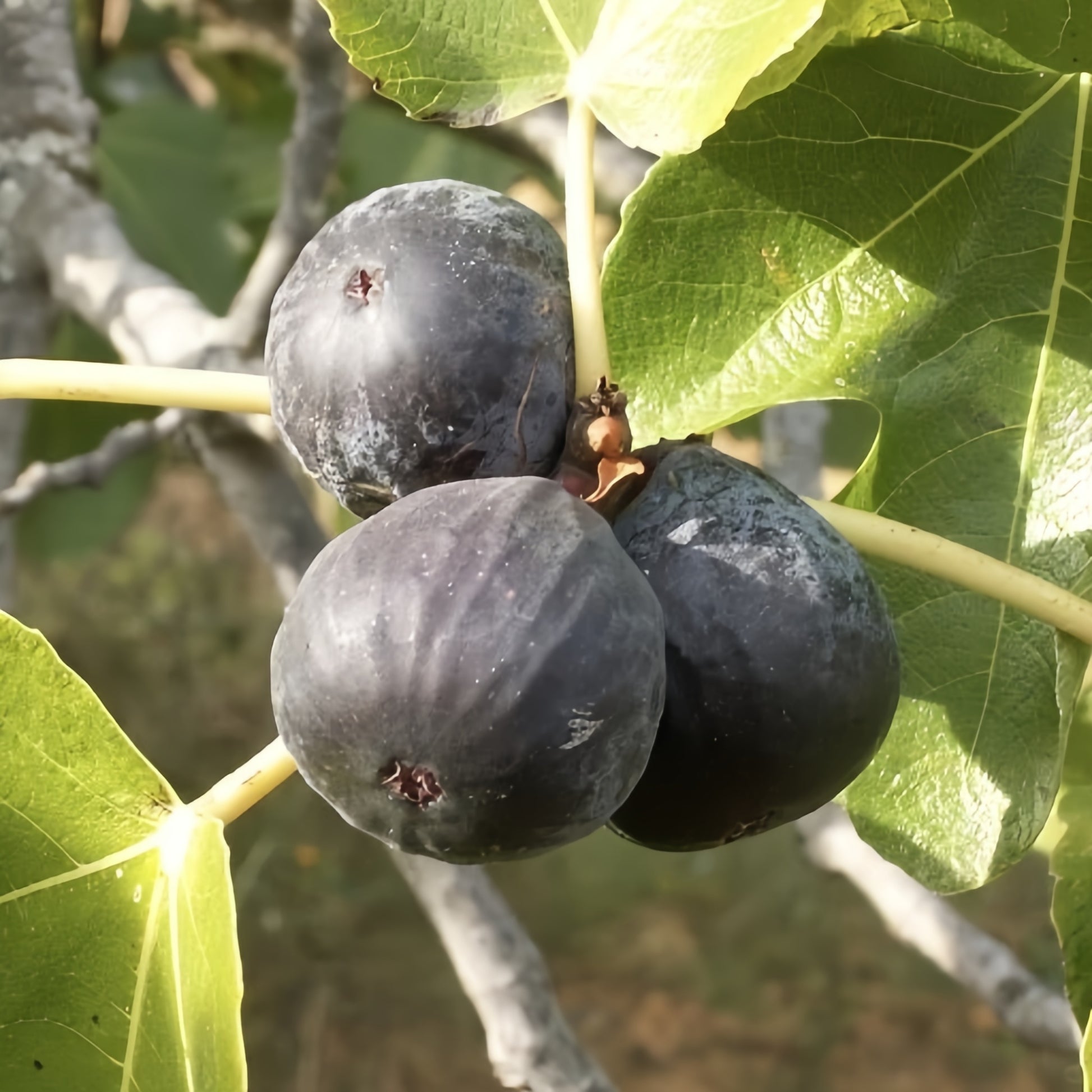 Close-up of ripe Noire de Barbentane Fig showing glossy skin and juicy pulp