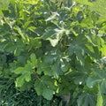 Close-up of ripe Noire de Barbentane Fig showing glossy skin and juicy pulp