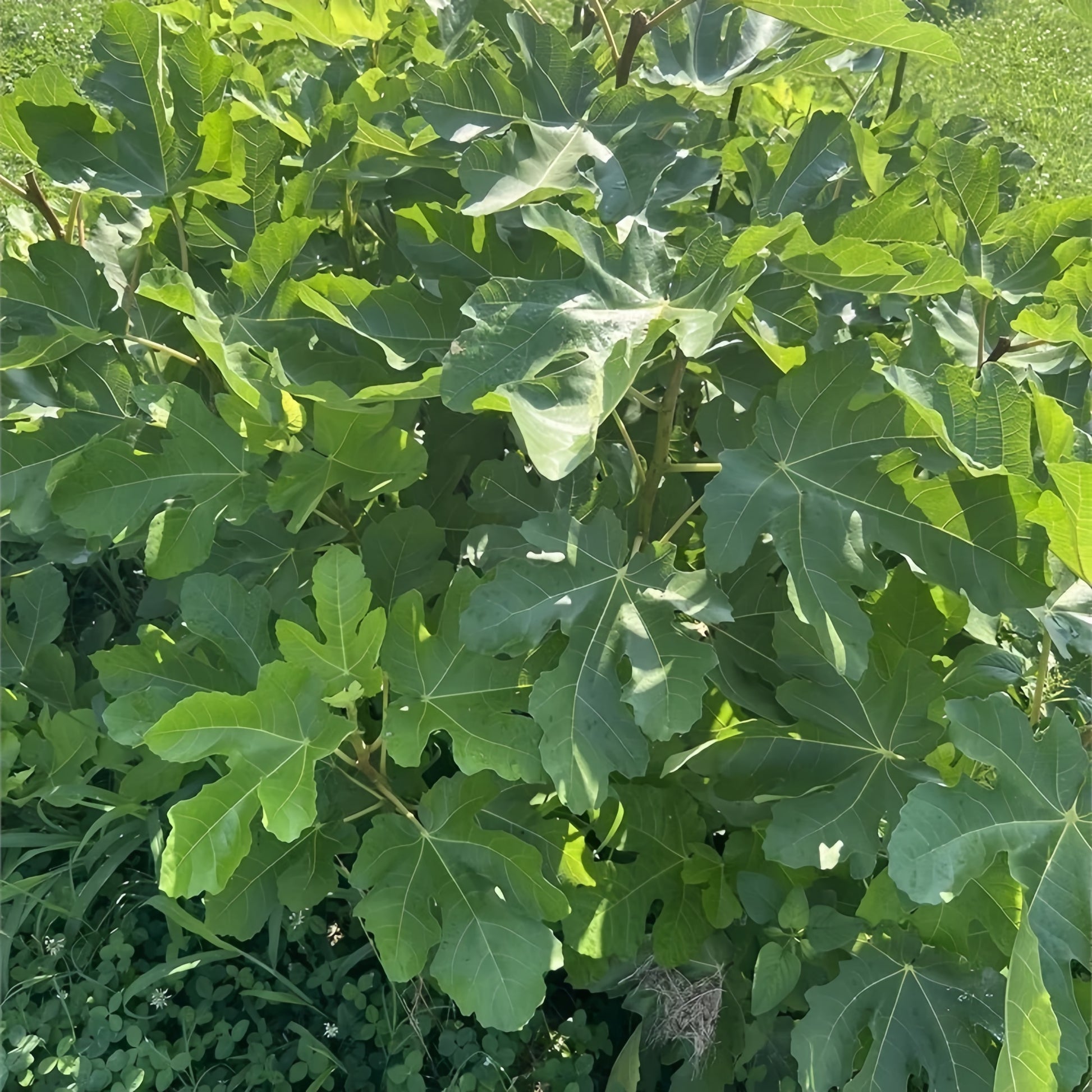 Close-up of ripe Noire de Barbentane Fig showing glossy skin and juicy pulp