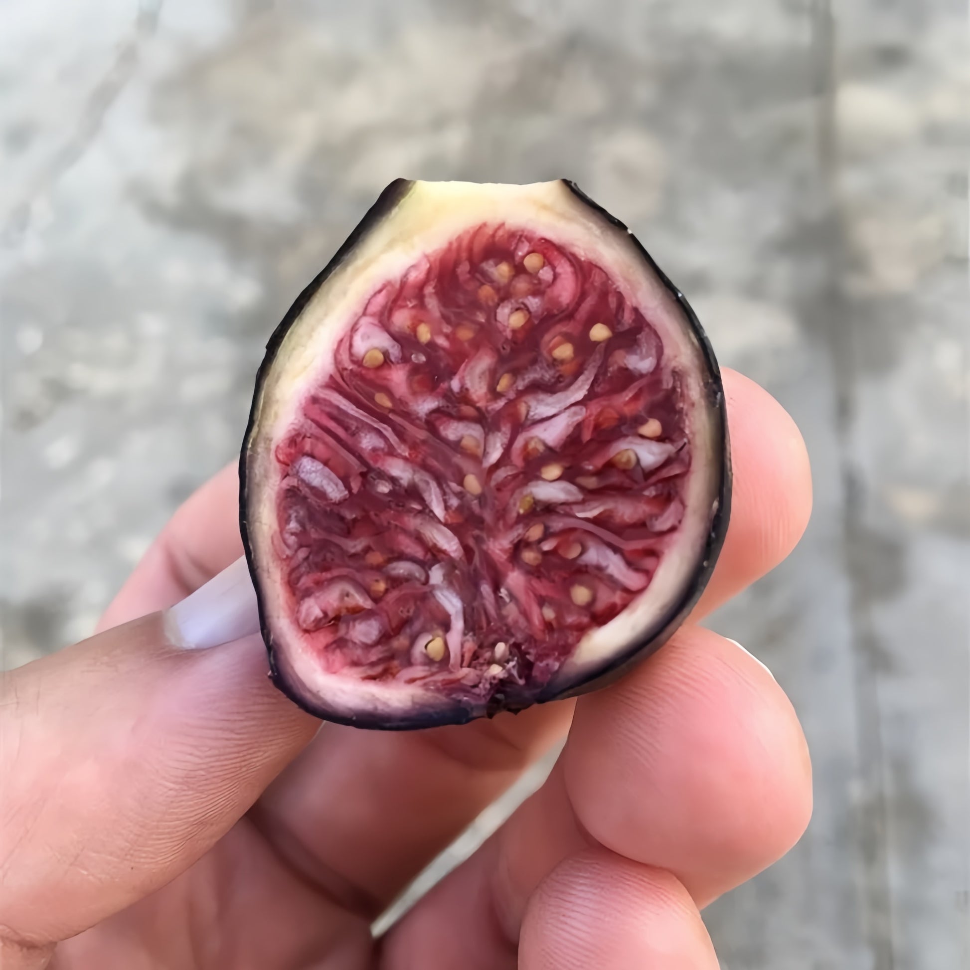 Noire de Barbentane Fig Tree growing in a sunny garden, ready for harvest