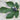 Noire de Barbentane Fig Tree – Sweet French Variety with Crack Resistance