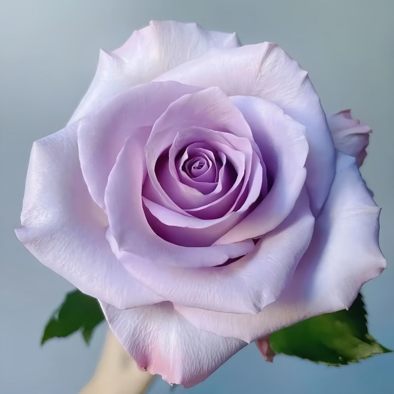 Ocean Green Roses Ocean Song Rose – Elegant Garden Rose – Fast-growing-Plant