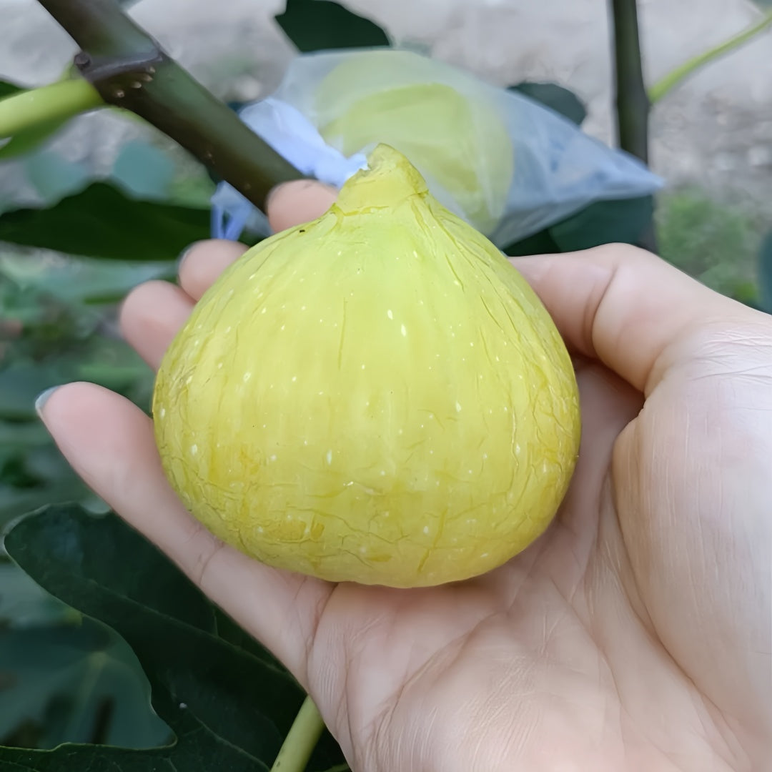 Orphan Fig Tree with clusters of golden figs and glossy skin, ripening in the sun.