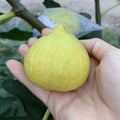 Orphan Fig Tree with clusters of golden figs and glossy skin, ripening in the sun.