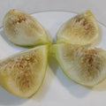 Orphan Fig Tree with clusters of golden figs and glossy skin, ripening in the sun.