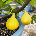 Harvested Orphan figs with golden skin, perfect for fresh eating and jam.