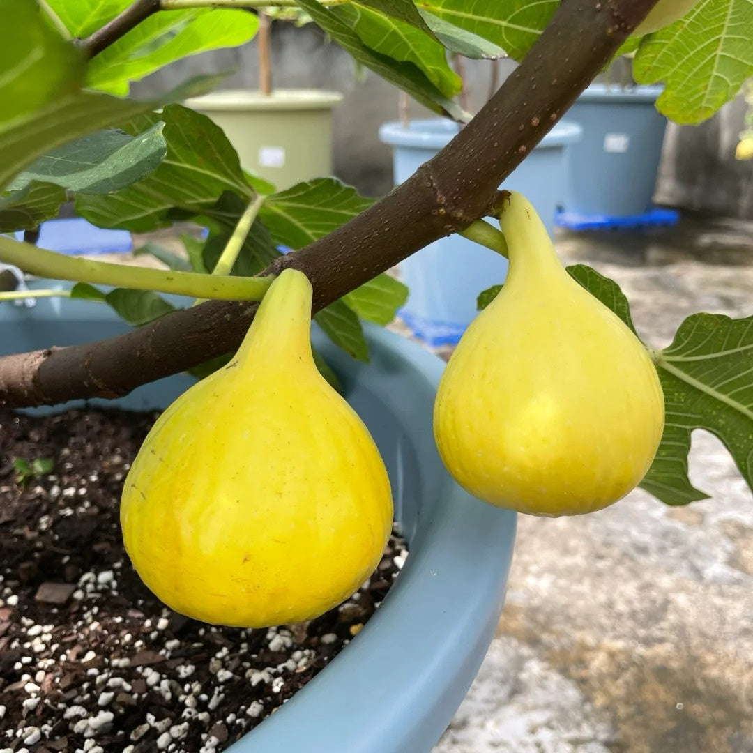 Harvested Orphan figs with golden skin, perfect for fresh eating and jam.
