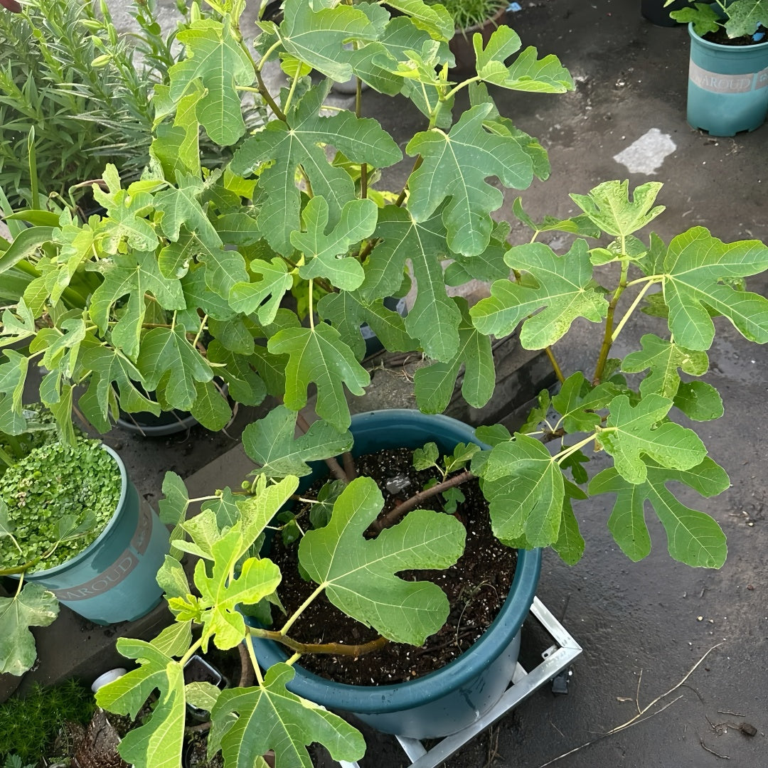Harvested Orphan figs with golden skin, perfect for fresh eating and jam.