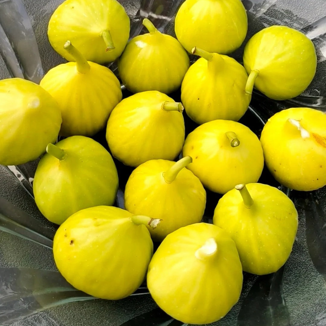 Harvested Orphan figs with golden skin, perfect for fresh eating and jam.