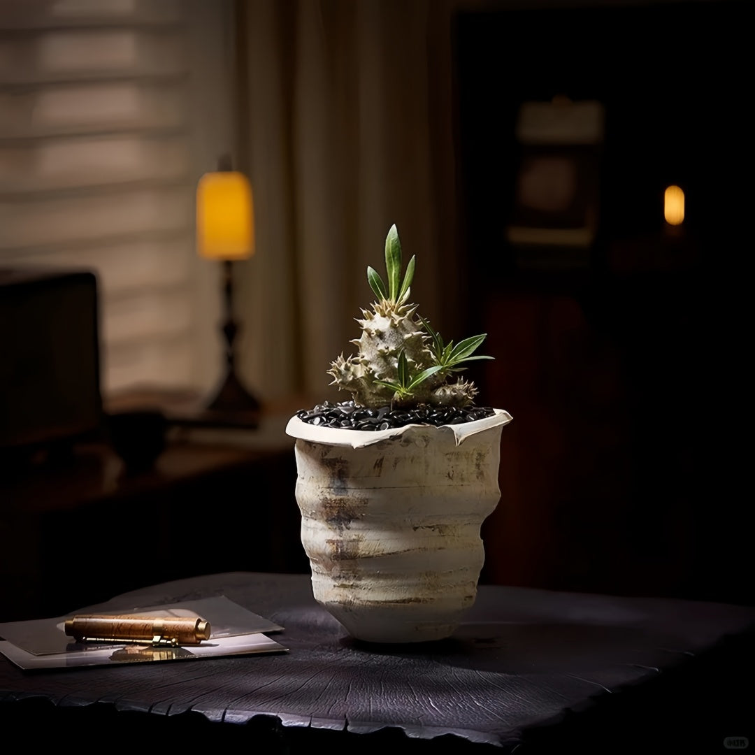Pachypodium densiflorum with thick spiny trunk and crown of deep green leaves in desert-style container