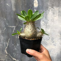 Pachypodium densiflorum with thick spiny trunk and crown of deep green leaves in desert-style container