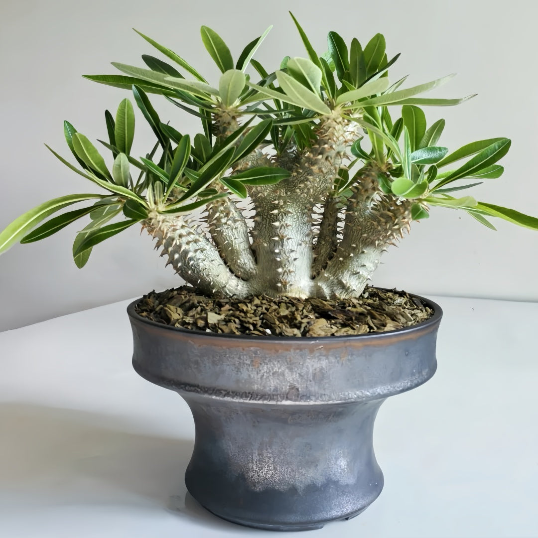 Pachypodium densiflorum with thick spiny trunk and crown of deep green leaves in desert-style container