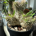 Pachypodium densiflorum with thick spiny trunk and crown of deep green leaves in desert-style container
