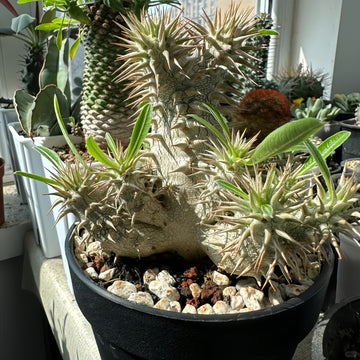 Pachypodium densiflorum with thick spiny trunk and crown of deep green leaves in desert-style container