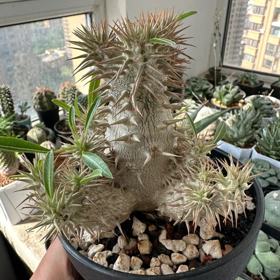 Pachypodium densiflorum with thick spiny trunk and crown of deep green leaves in desert-style container