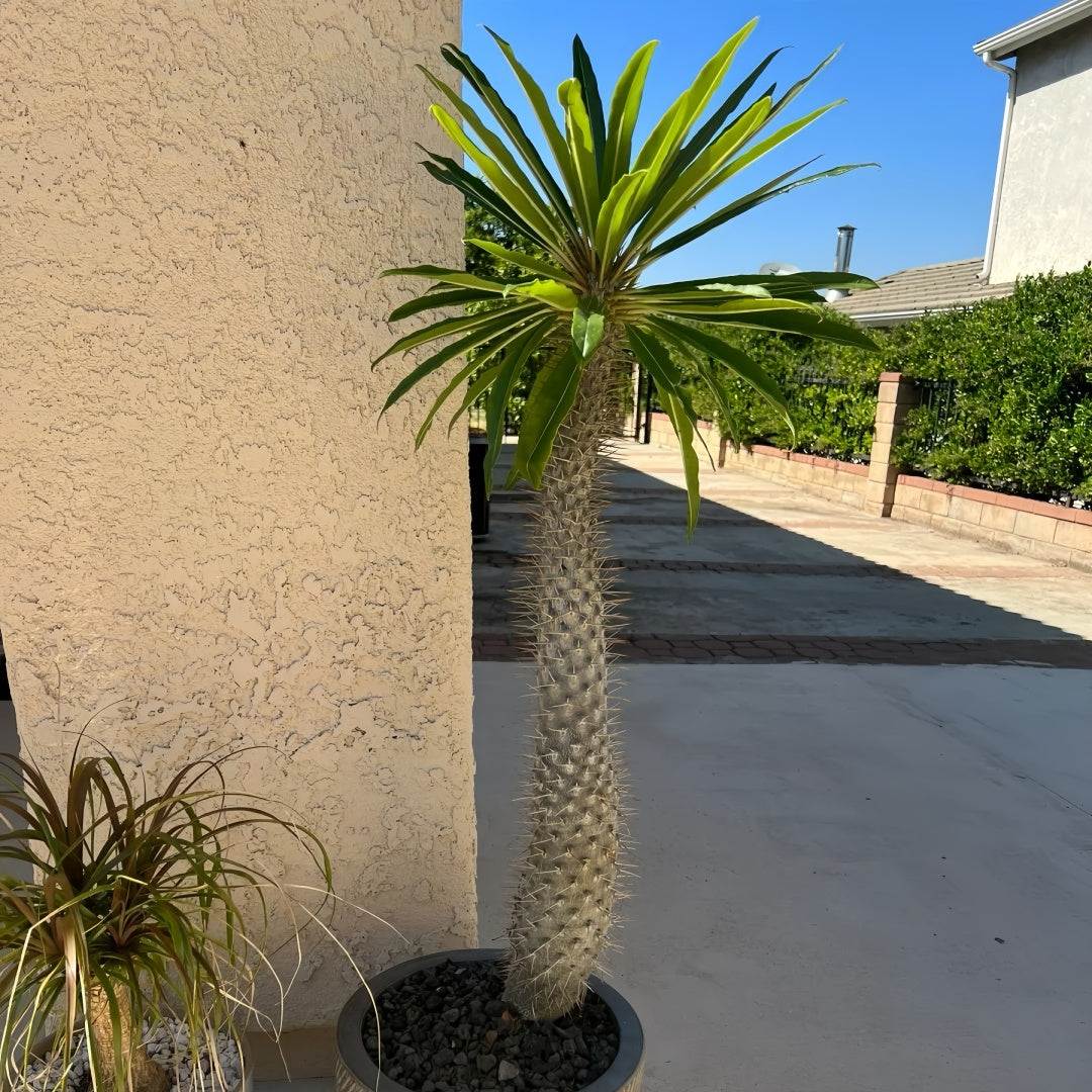 Reui Tree Pachypodium lamerei Tree – Ornamental Plant – Fast-growing-Plant