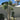 Pachypodium lamerei Tree ornamental plant in garden